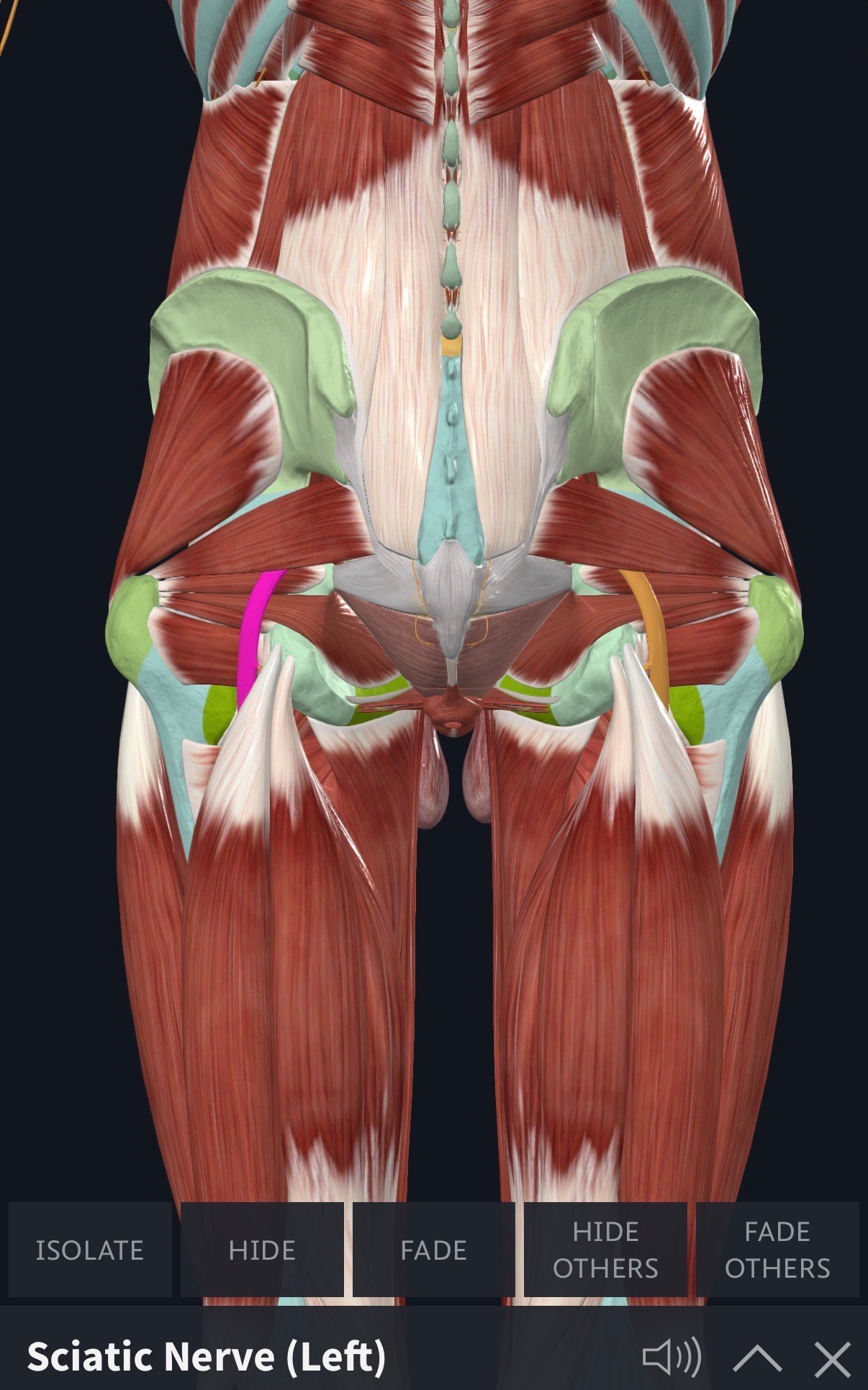 Ilustrasi saraf sciatic pada pelvis dan kaki